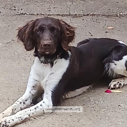 Photo 1/1 Chien retrouvé Perdu à Lanfroicourt