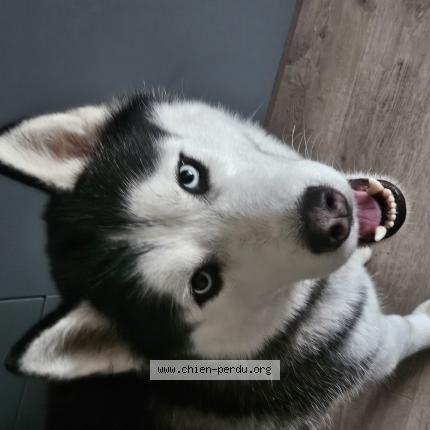 Photo 1/1 Chien retrouvé Perdu à Gueret 23000