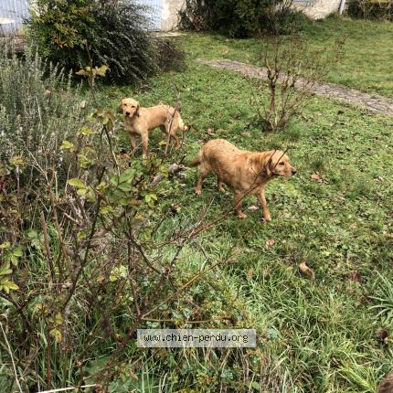 Photo 1/1 Chien retrouvé Trouvé à Monflanquin