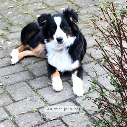 Photo 1/1 Chien retrouvé Perdu à Montgermont