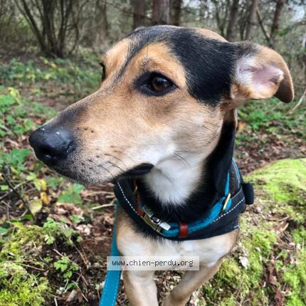 Photo 1/1 Chien retrouvé Perdu à Vincennes