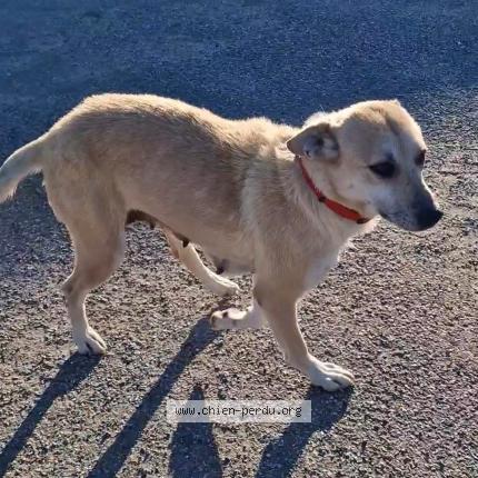 Photo de chien perdu à Dordives