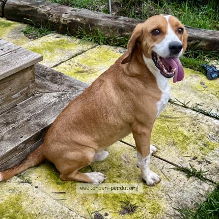 Photo 1/1 Chien retrouvé Trouvé à Angouleme