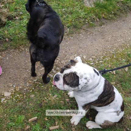 Photo de chien trouvé à Jumeauville