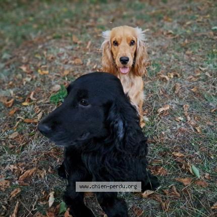 Photo 1/1 Chien retrouvé Perdu à Magnac Sur Touvre