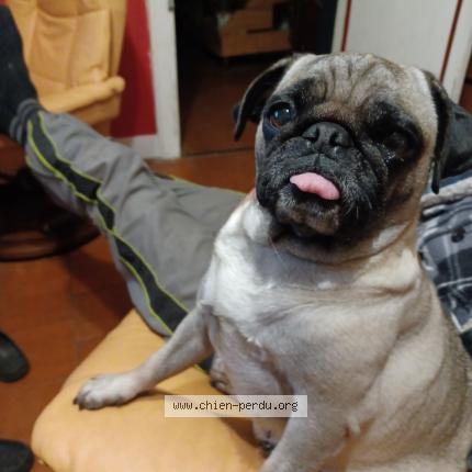 Photo de chien perdu à Luxey