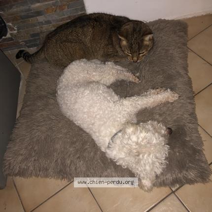 Photo 1/1 Chien retrouvé Perdu à Caumont Sur Durance
