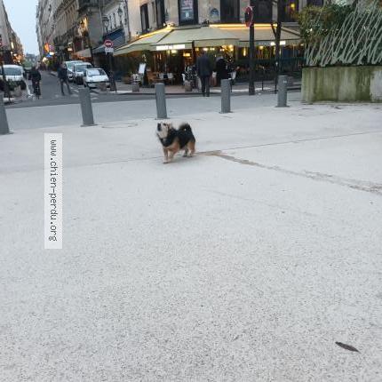 Photo 1/1 Chien retrouvé Trouvé à Paris