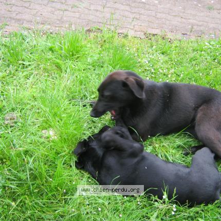 Photo 1/1 Chien retrouvé Perdu à Estouches