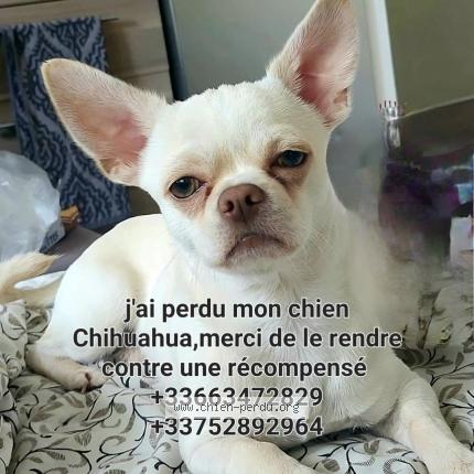 Photo 1/1 Chien retrouvé Perdu à Valenton