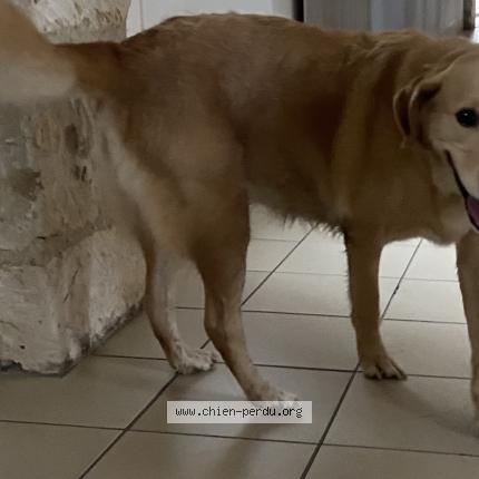 Photo 1/1 Chien retrouvé Trouvé à Chamouille
