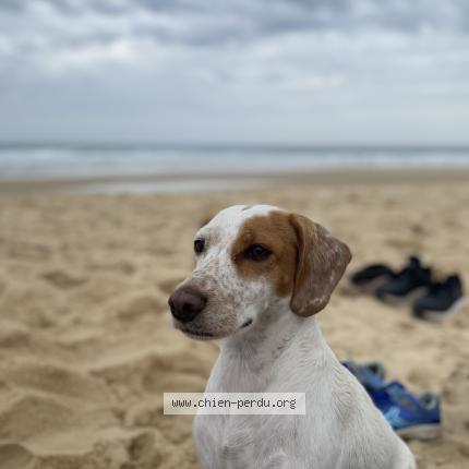 Photo 1/1 Chien retrouvé Perdu à Lacanau