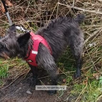 Photo 1/1 Chien retrouvé Perdu à Riec Sur Belon
