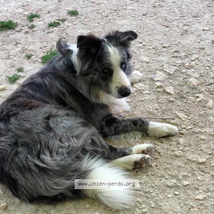 Photo 1/1 Chien retrouvé Perdu à Naujan Et Postiac