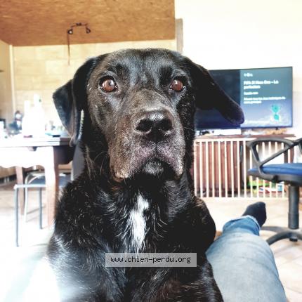 Photo 1/1 Chien retrouvé Perdu à Naujan Et Postiac