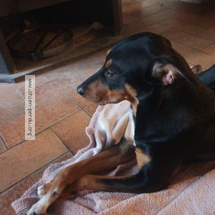 Photo de chien perdu à Villers Saint Paul