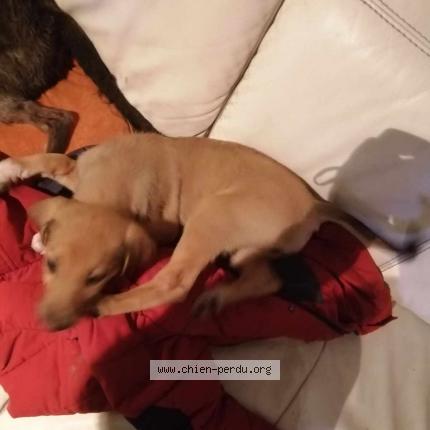 Photo de chien perdu à Mittersheim