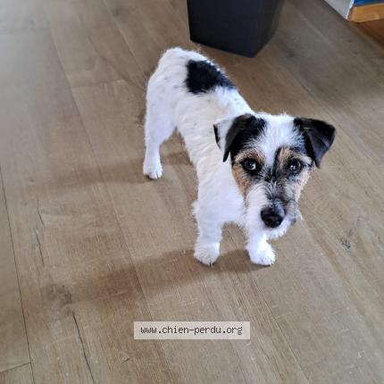 Photo de chien trouvé à Ingrandes