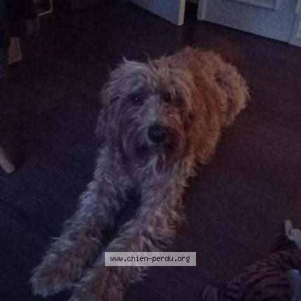 Photo de chien perdu à Val Des Pres