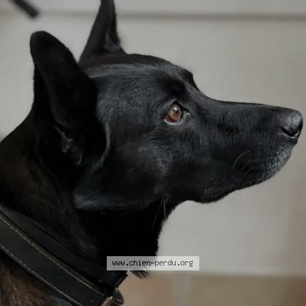 Photo 1/2 Chien retrouvé Perdu à Bosroumois