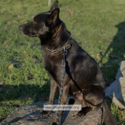 Photo 2/2 Chien retrouvé Perdu à Bosroumois