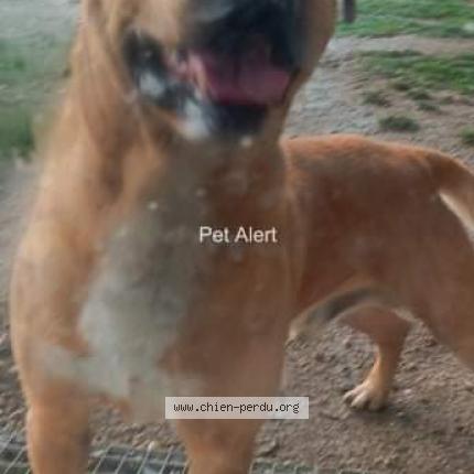 Photo 1/2 Chien retrouvé Trouvé à Balbigny