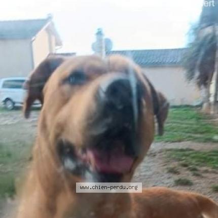 Photo 2/2 Chien retrouvé Trouvé à Balbigny