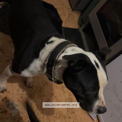 Photo de chien trouvé à Gorron