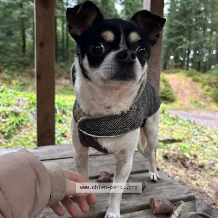 Photo de chien trouvé à Senones