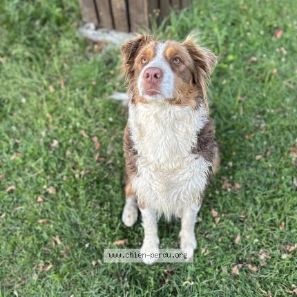Photo de chien perdu à Frayssinet