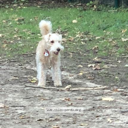 Photo de chien perdu à Massy