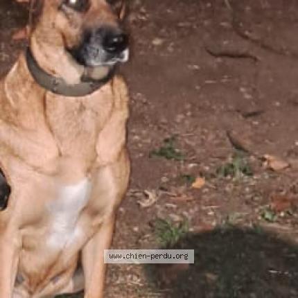 Photo de chien perdu à Saint Martin Du Touch