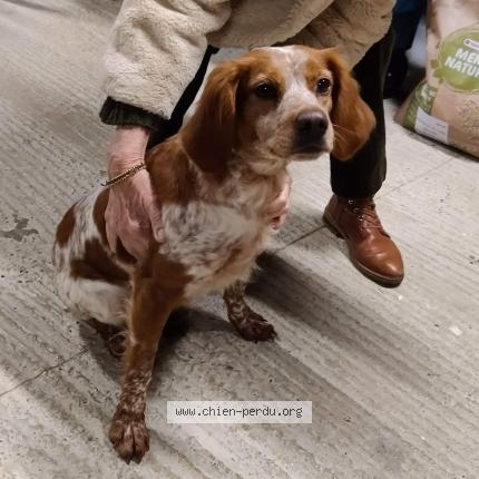 Photo de chien trouvé à Maxou