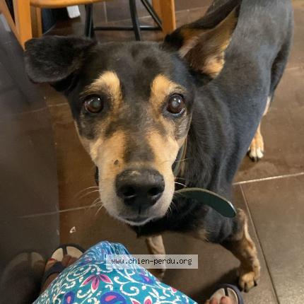 Photo de chien perdu à Torcy