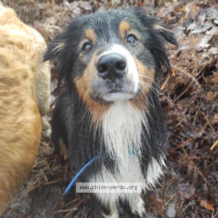 Photo 1/2 Chien retrouvé Perdu à Paris