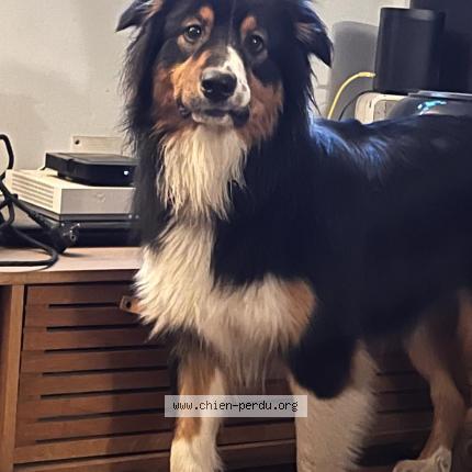 Photo 2/2 Chien retrouvé Perdu à Paris