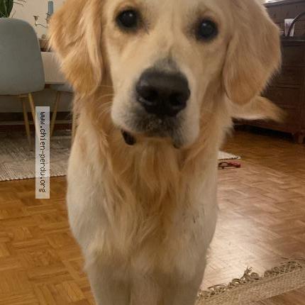 Photo de chien perdu à Barroux