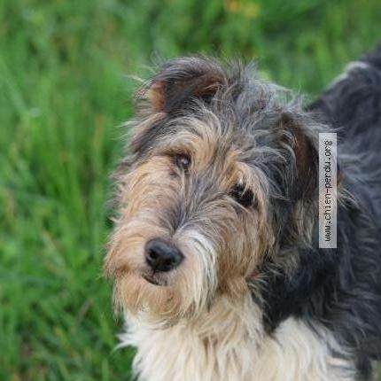 Photo de chien perdu à Saint Martin De Riberac