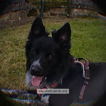 Photo de chien perdu à Saint Didier En Velay