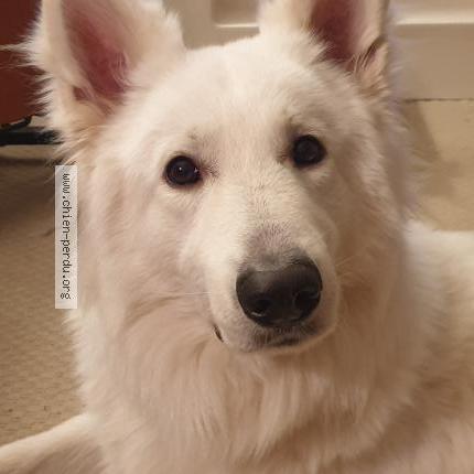 Photo de chien perdu à Saint Germain Du Bel Air