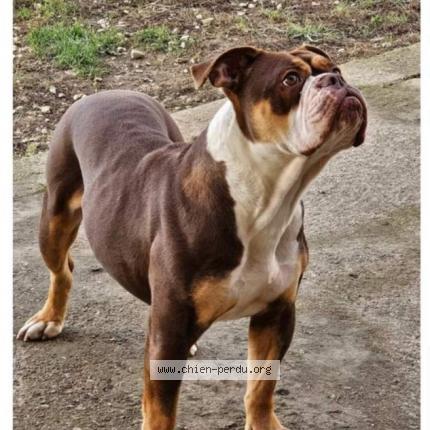 Photo 1/1 Chien retrouvé Perdu à Montpellier