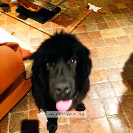Photo de chien perdu à Albertville