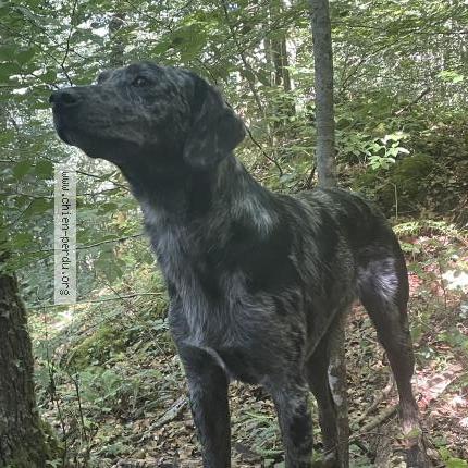 Photo 1/1 Chien retrouvé Perdu à Saint Frajou