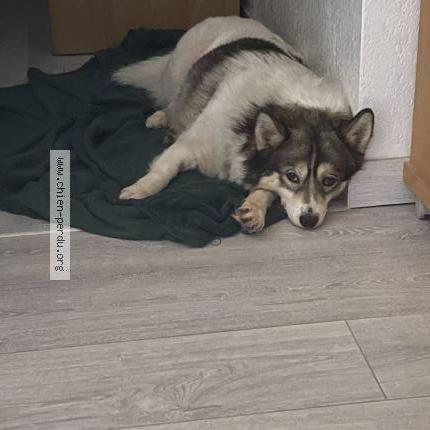 Photo 1/1 Chien retrouvé Perdu à St Georges D Orques