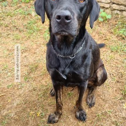 Photo 1/1 Chien retrouvé Perdu à Biol