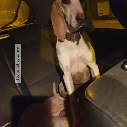 Photo de chien trouvé à Mercey Le Grand