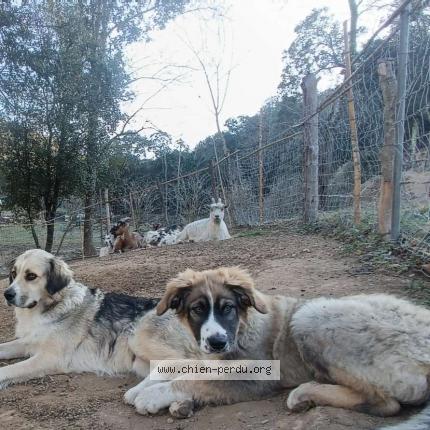 Photo de chien perdu à Calmeilles