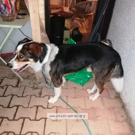 Photo 1/2 Chien retrouvé Trouvé à Violay