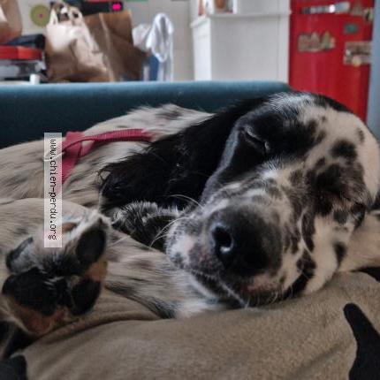 Photo de chien perdu à Saint Joachim