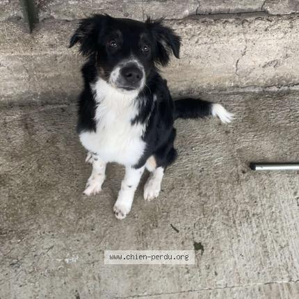 Photo de chien perdu à Le Nouvion En Thierache